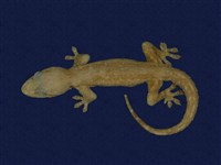 藏品(蝎虎)的圖片